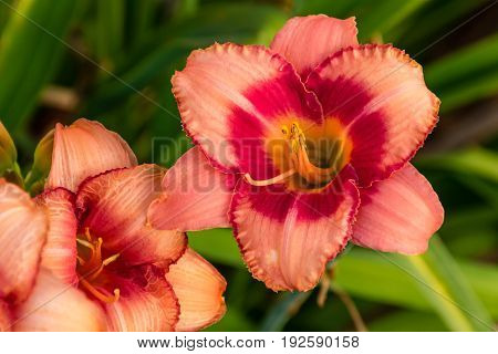 two pink or salmon and red lilies from the south lily garden