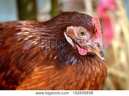 Hen Young Hybrid Chicken In Livestock Farm
