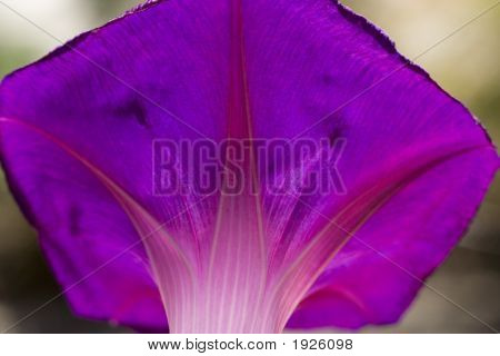 Purple Morning Glory