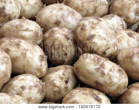 White potatoes in Markham Canada June 24 2017