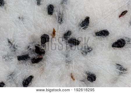 Close up of crossection dragon fruit inside