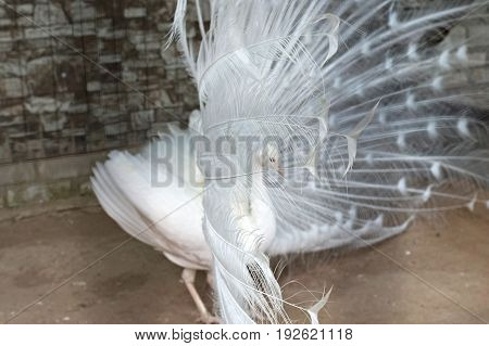 Beautiful White peacock shows his gorgeous open tail close up