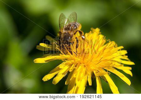 A worker honey bee is collecting pollen on a dandelion bloom in the sunshine.