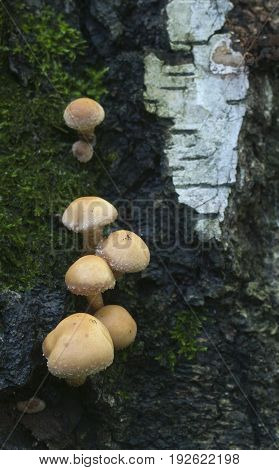 Sheathed woodtuft on an old stump close up