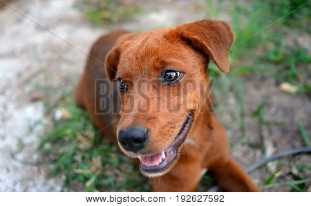 Thai Young Happy Dog