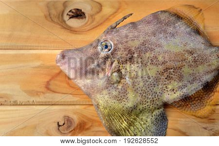 Fresh Monacanthidae Fish