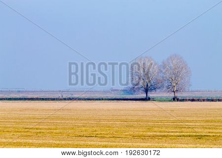 Rural Italian landscape from Po river lagoon.Plowed fields with perspective lines. Isolated trees