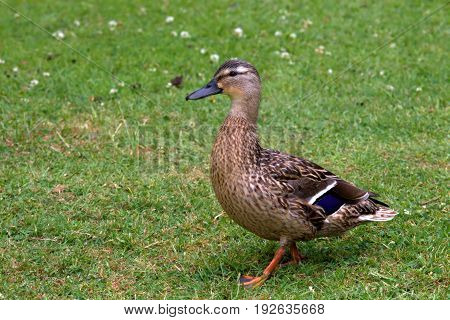 A female mallard duck chasing after her young