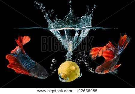 Droping Fruit And Saimese Fighting Fish