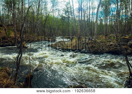The spring river.Wild spring streams in the tundra