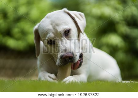 young hungry labrador retriever dog puppy eats a healthy snack in the garden and uses his paws for that