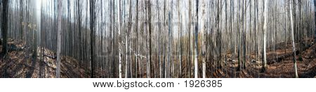 Forrest