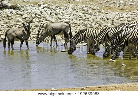 Zebras and kudus drinking at waterhole Etosha Namibia