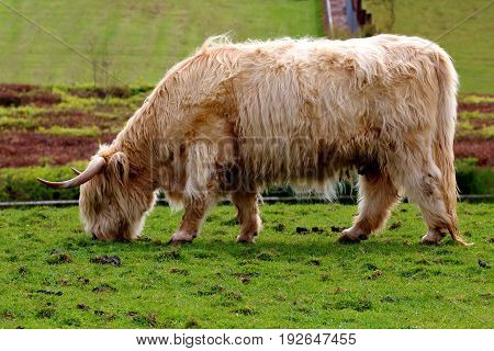 A Highland cow grazing in a field