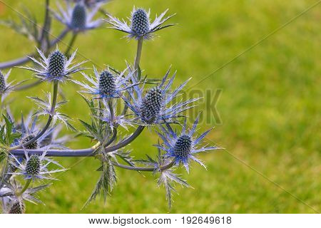 Beuatiful Sea Holly with a defocused green background and space for text.