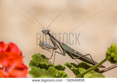 European Praying Mantis On Geranium Flower