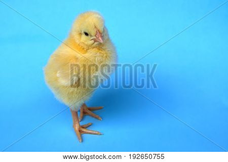 little chicken on blue background chick hen studio shot