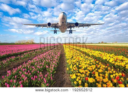 Commercial Plane And Tulips