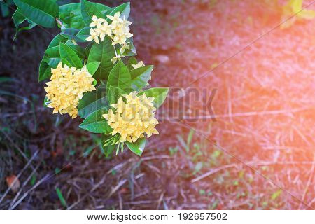 Ixora spike flower yellow with water drop in nature ( Common Name Ixora coccinea Rubiaceae)