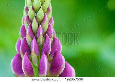 Blooming Lupine Flower Purple Color In The Garden