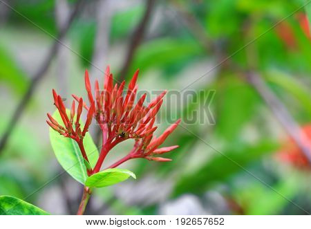 Ixora spike flower red with in nature ( Common Name Ixora coccinea Rubiaceae)