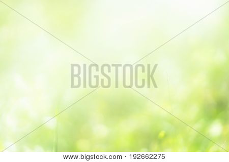 nature green color soft blur focus, green color filter abstract for background