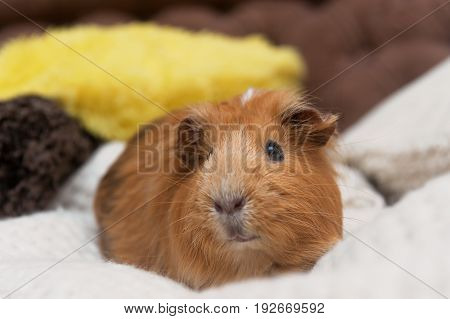 Portrait of red guinea pig. Close up.