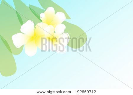 vector water color white flower. abstract floral illustration.