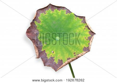 Closeup of green and dried leaf lotus isolated on white background