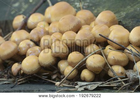 Sheathed woodtuft on an old stump close up