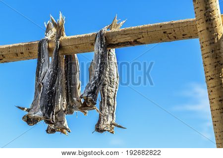 Dried Codfish Svolvaer Lofoten Norway.