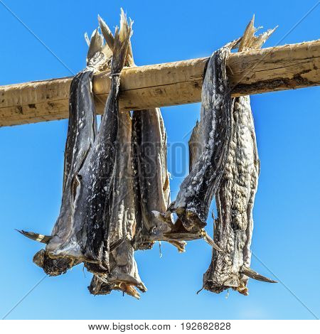 Dried Codfish Svolvaer Lofoten Norway.