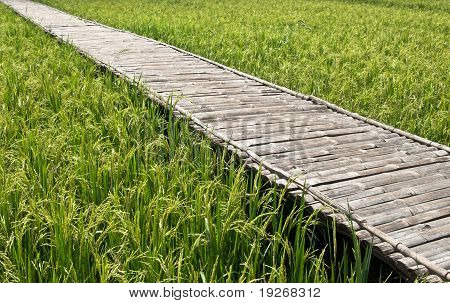 Campo di riso verde In Thailandia