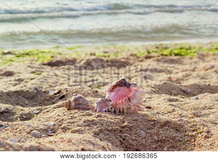 Sea shells on a sandy beach against the sea in the morning with shallow depth of field