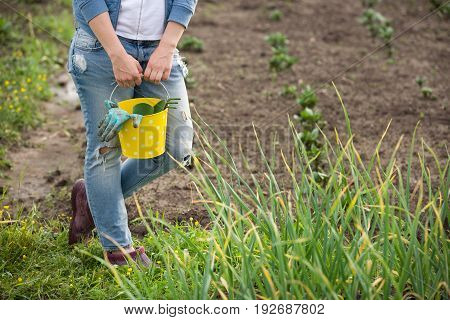 Closeup of woman's hands in gardening gloves holding metal bucket with garden tools: spade and rake. Working in the gaden planting. Lifestyle.