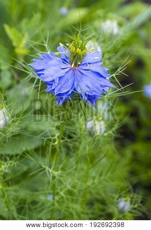 flower Nigella. caraway. Black caraways (Nigella sativa) in the garden