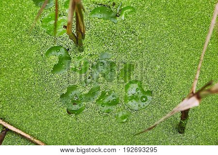 Swamp surface with green water plants