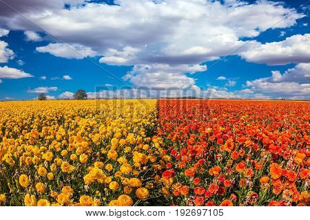 The kibbutz in the south of Israel. Clouds over field of luxury garden buttercups. Concept of rural tourism and agrotourism