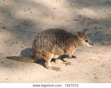 Ratcangaroo