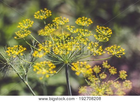 Anethum graveolens Linn., Blooming dill garden or smelly Lat. Anethum graveolens