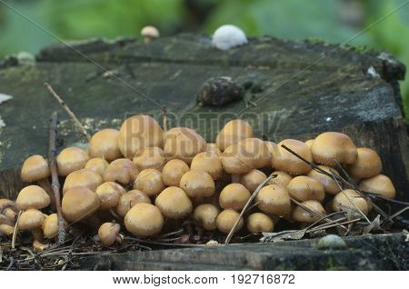 Sheathed woodtuft on an old stump close up