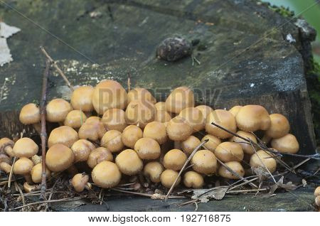 Sheathed woodtuft on an old stump close up