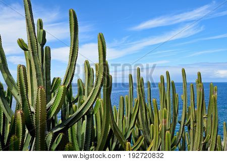 Canary Island Spurge by the Sea. Canary Island.