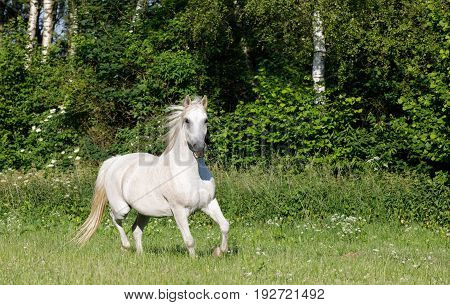 White Horse Running In Spring Pasture Meadow