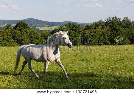 White Horse Running In Spring Pasture Meadow