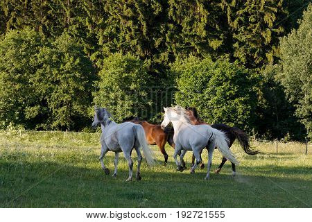 Horses Running In Spring Pasture Meadow