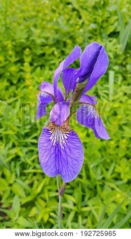 Close up of beautiful lilac iris flower