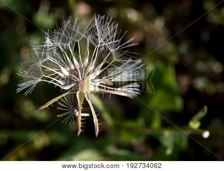 Close up of a Urospermum picroides wild flower commonly known as prickly goldenfleece from the nature of Cyprus