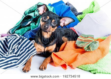 Dog, Puppy, Toy Terrier Made A Mess Of The Clothes. On A White Background