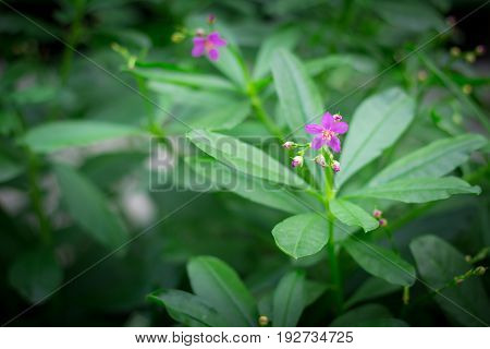 Little purple flowers in the green garden